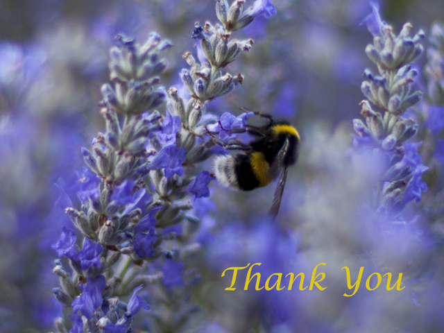 Bee Thank You