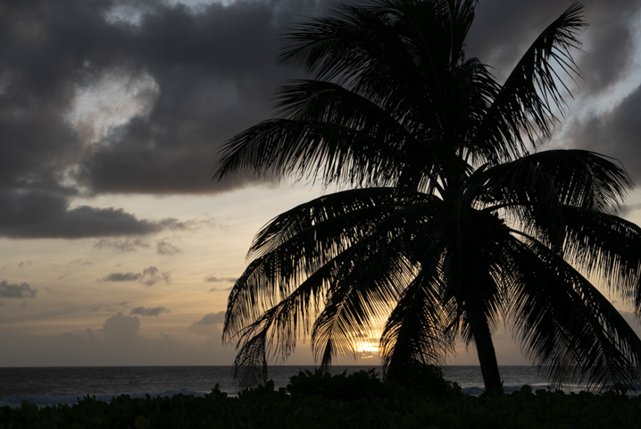 Carribean Sunset Palm Tree