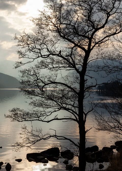 Ullswater Tree